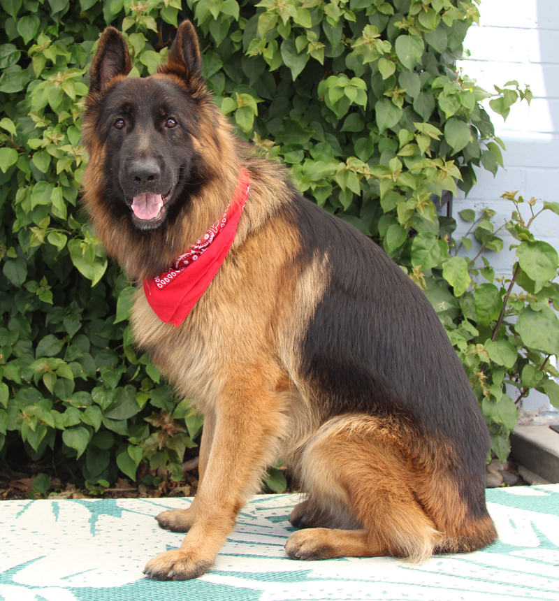 Westside German Shepherd Rescue Of Los Angeles